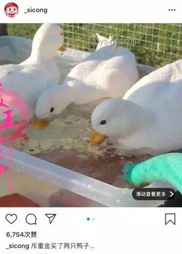 🦆🎣 鸭子吃浮漂的奇妙世界：一视频过瘾，满足你的所有好奇！